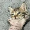 elgatooo68
