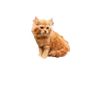 oyen_118