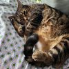 sofeekitty
