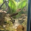jubesaquariums
