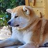 akitainu2021rocky