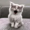 naelydm_00