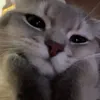 cthjnll20