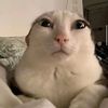 anisnabilla_