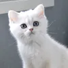 beabritishcat