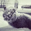 wintergunther