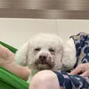 hbip_