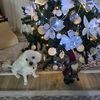 pluffy.cel.dragut