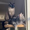 GennasKittyRanch