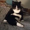 amanda_cat_mom