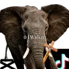 1walkerr