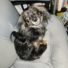 melinda_and_the_critters