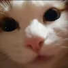 doshechka0