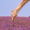 lavender_1000