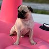 pug_lars