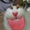 mintbreezpro