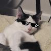 coolcats2478