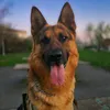 gsd.german_shepherd