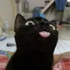 krungycat