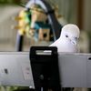 parrotkindergarten