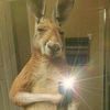 hellishkangaroo