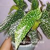 franplantas