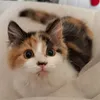 tok_a_tib