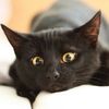 black_cattt_13
