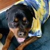 dexterrotti