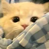 ngoinhabanhquy