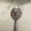 sogg_ie