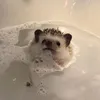 coconuttt33