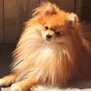 hayati_pomeranian