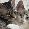 kiwithespicydevonrex