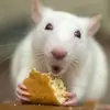 ratnachos