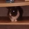 cranky_spook