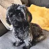 boscoistheshihtzu