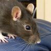 rat_rave