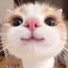 meechandchong