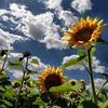 girasol_blanca