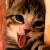 aassoopp0300