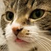 owomsbean