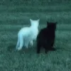 phyllis_navidad3