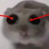 thecatiswhite0