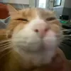 meohihi000
