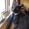 oliverthecat84