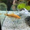 goldfish_tips32