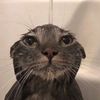 seymour_p