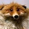 legendaryfox02
