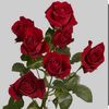 989643368765hhg